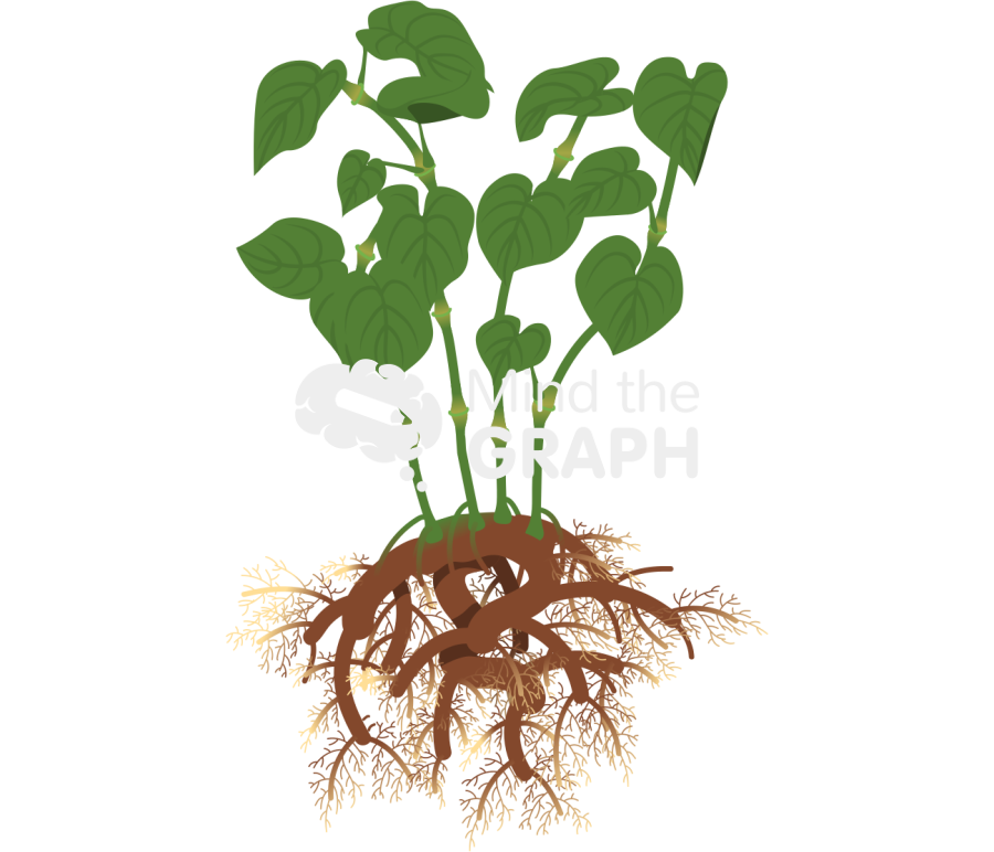 Kava plant Icons, Symbols, Pictures, and Images