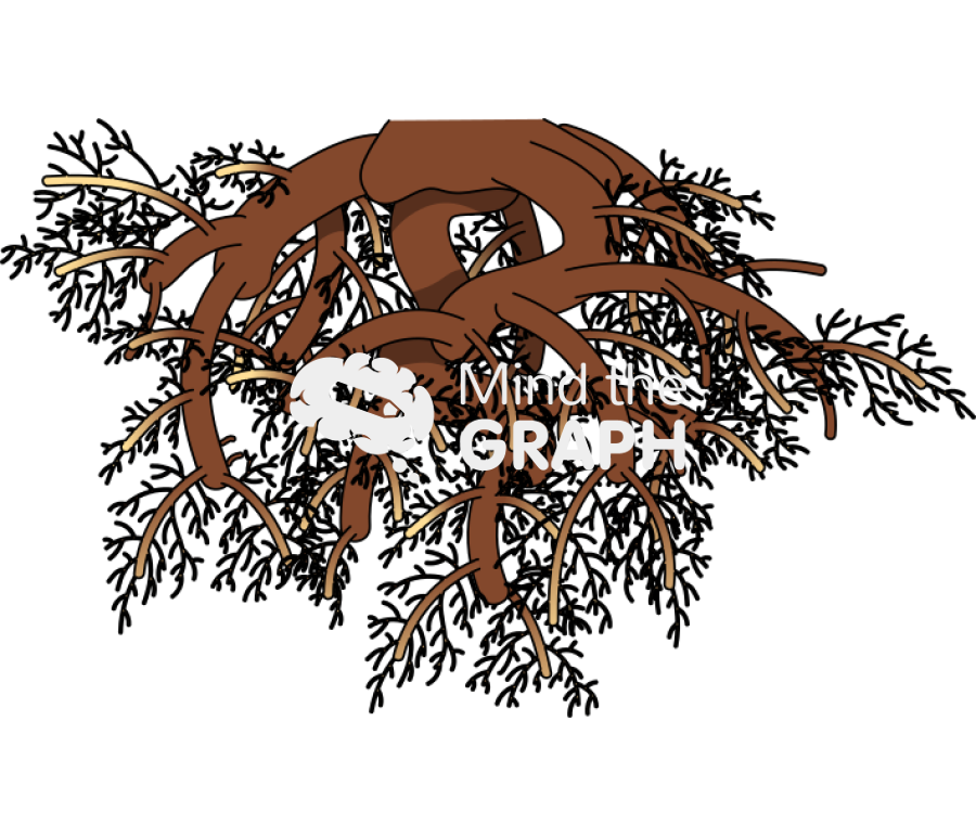 Kava root Icons, Symbols, Pictures, and Images