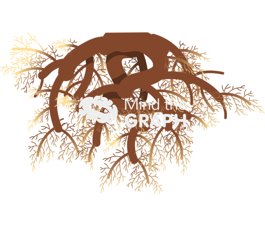 Kava root Icons, Symbols, Pictures, and Images