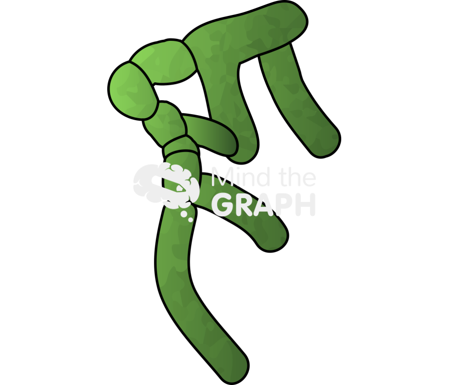 Kelp female gametophyte Icons, Symbols, Pictures, and Images