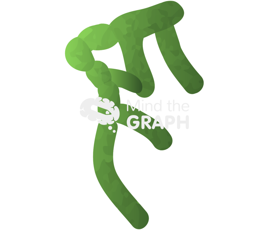 Kelp female gametophyte Icons, Symbols, Pictures, and Images