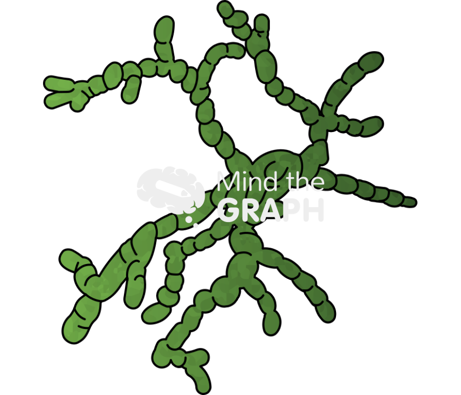 Kelp male gametophyte Icons, Symbols, Pictures, and Images