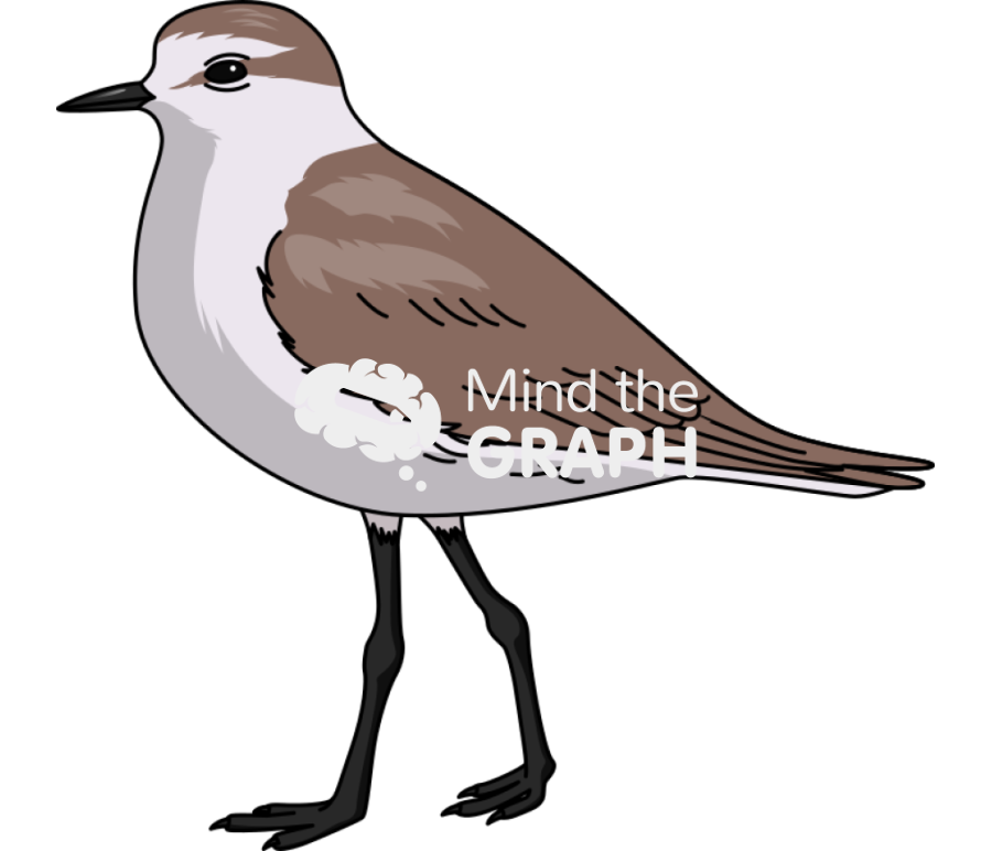 Kentish flover female lateral Icons, Symbols, Pictures, and Images