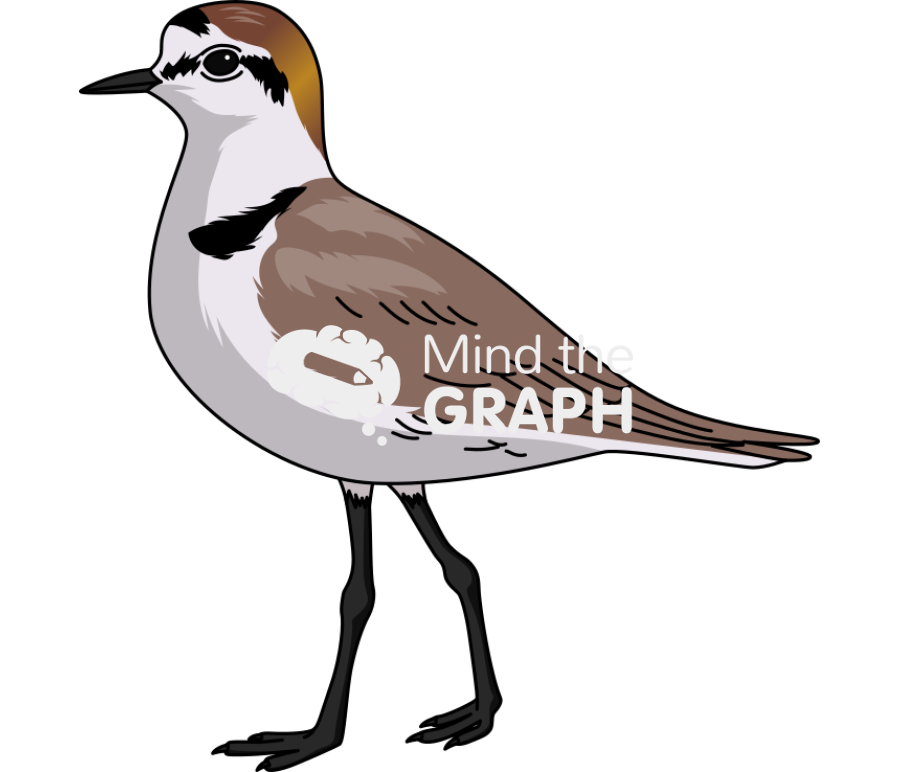 Kentish flover male lateral Icons, Symbols, Pictures, and Images