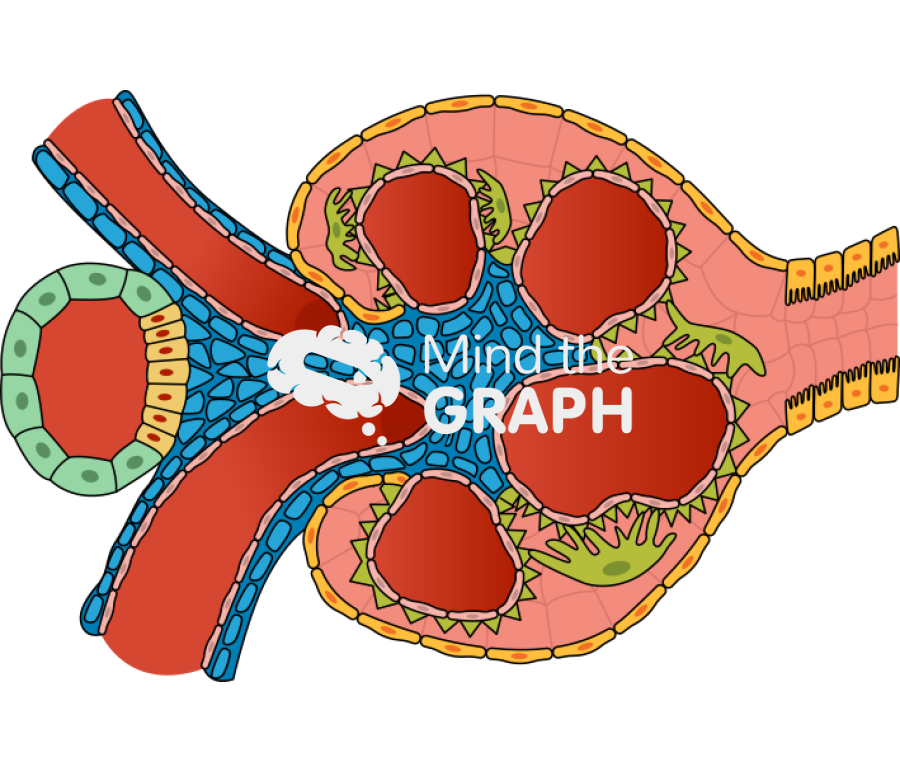Kidney cells 2 Icons, Symbols, Pictures, and Images