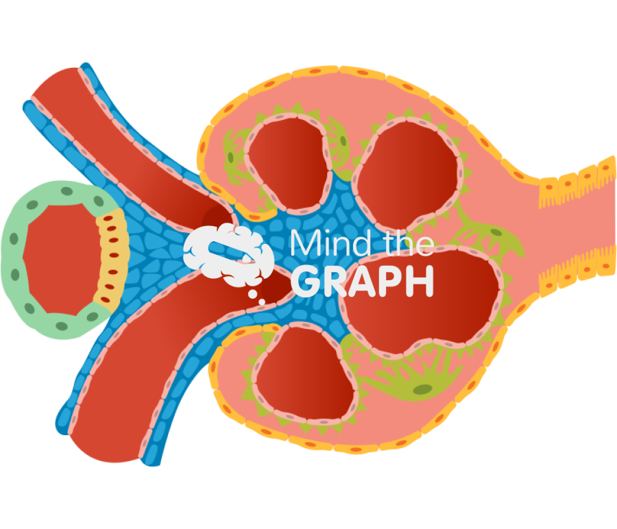 Kidney cells 2 Icons, Symbols, Pictures, and Images