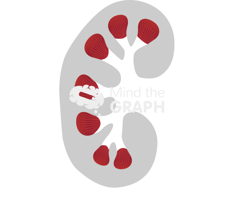 Kidney cut part 1 Icons, Symbols, Pictures, and Images