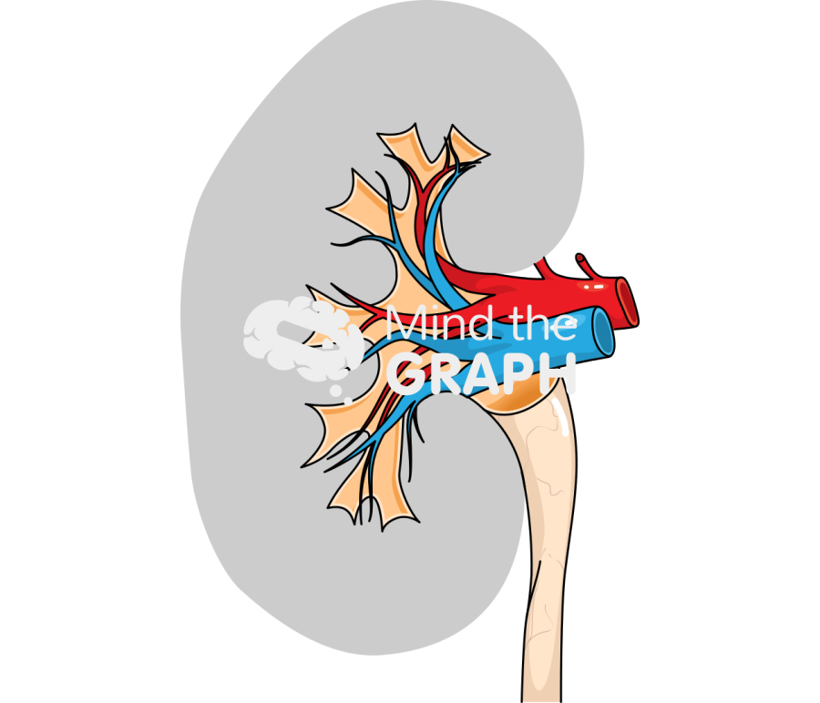 Kidney cut part 5 Icons, Symbols, Pictures, and Images