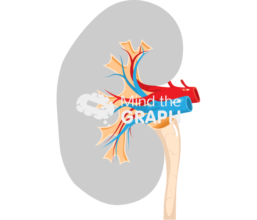 Kidney cut part 5 Icons, Symbols, Pictures, and Images