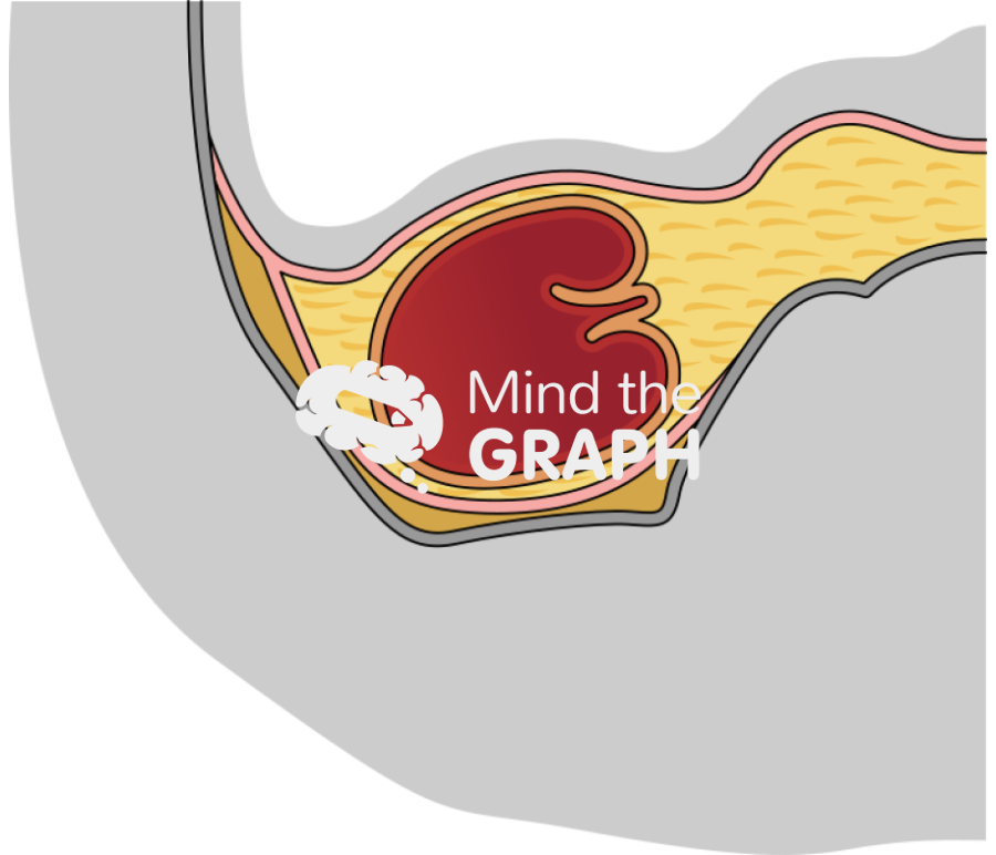 Kidney external covering cut Icons, Symbols, Pictures, and Images