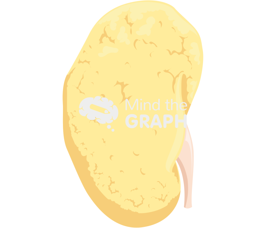 Kidney glomerulonephritis Icons, Symbols, Pictures, and Images