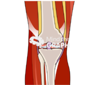 Knee front view Icons, Symbols, Pictures, and Images