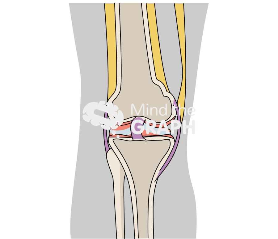 Knee front view body Icons, Symbols, Pictures, and Images
