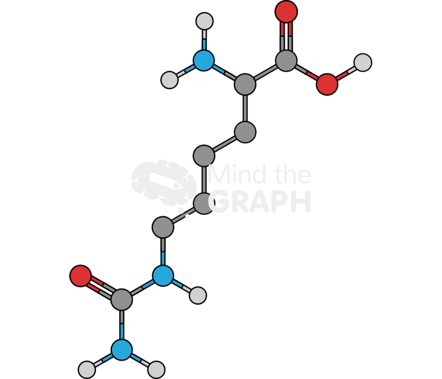 L citrulline molecule Icons, Symbols, Pictures, and Images
