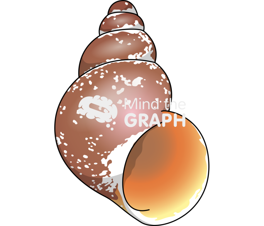 Laevilitorina antarctica Icons, Symbols, Pictures, and Images