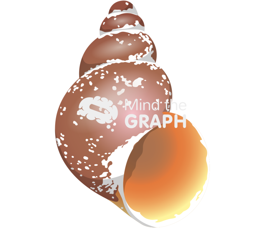 Laevilitorina antarctica Icons, Symbols, Pictures, and Images