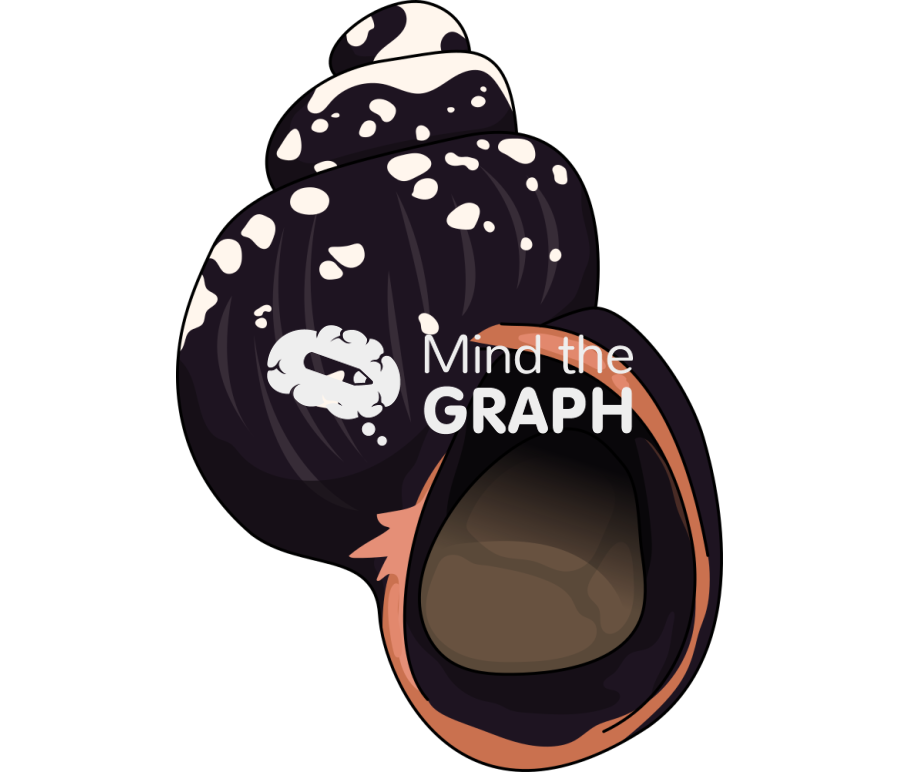 Laevilitorina caliginosa l4 Icons, Symbols, Pictures, and Images