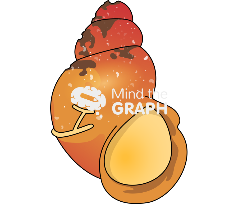 Laevilitorina claviformis Icons, Symbols, Pictures, and Images