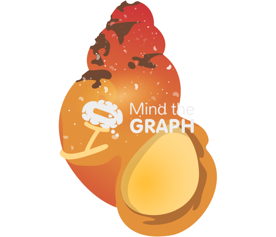 Laevilitorina claviformis Icons, Symbols, Pictures, and Images