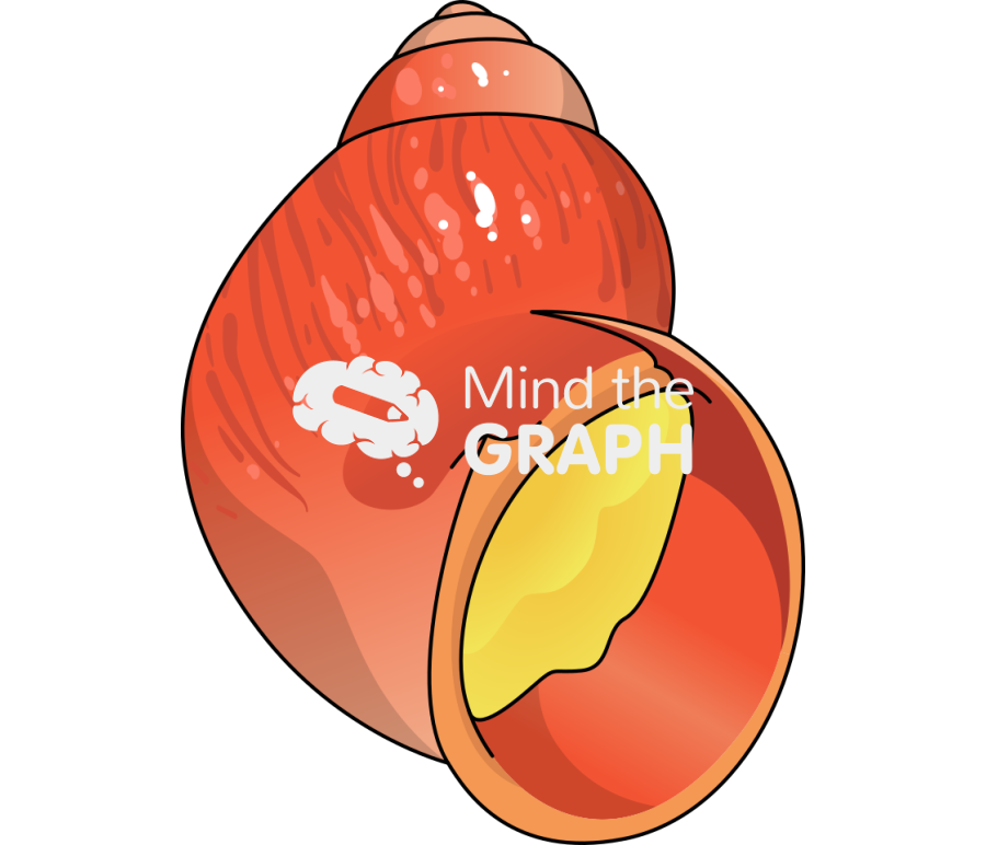 Laevilitorina fuegina Icons, Symbols, Pictures, and Images
