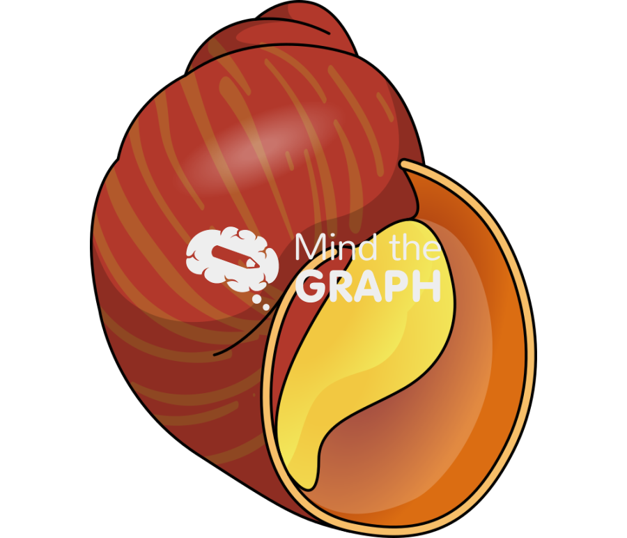 Laevilitorina latior l7 Icons, Symbols, Pictures, and Images