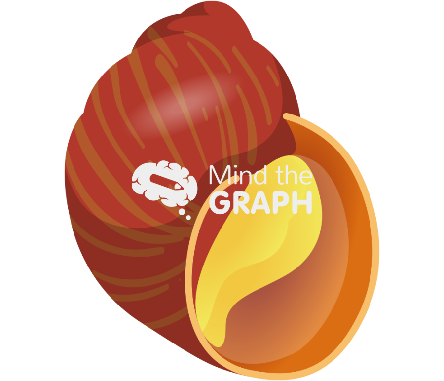 Laevilitorina latior l7 Icons, Symbols, Pictures, and Images