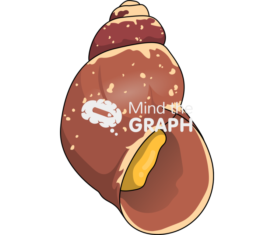 Laevilitorina magellanica Icons, Symbols, Pictures, and Images