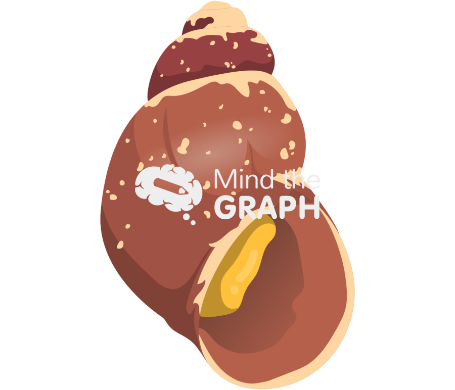 Laevilitorina magellanica Icons, Symbols, Pictures, and Images