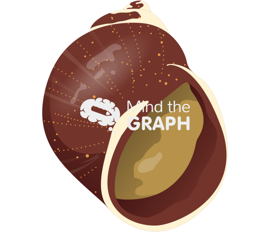 Laevilitorina moringa Icons, Symbols, Pictures, and Images