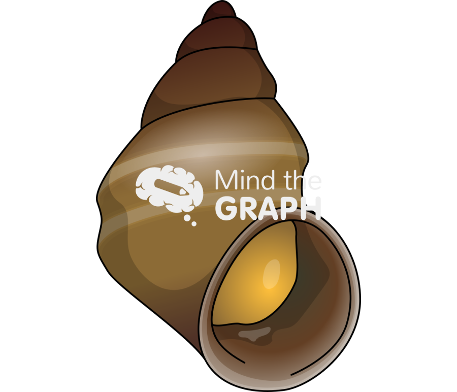 Laevilitorina umbilicata Icons, Symbols, Pictures, and Images