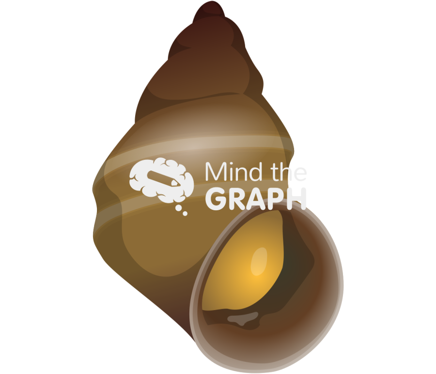 Laevilitorina umbilicata Icons, Symbols, Pictures, and Images