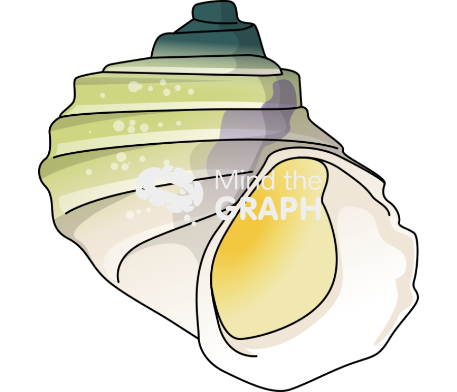 Laevilitorina wandelensis Icons, Symbols, Pictures, and Images