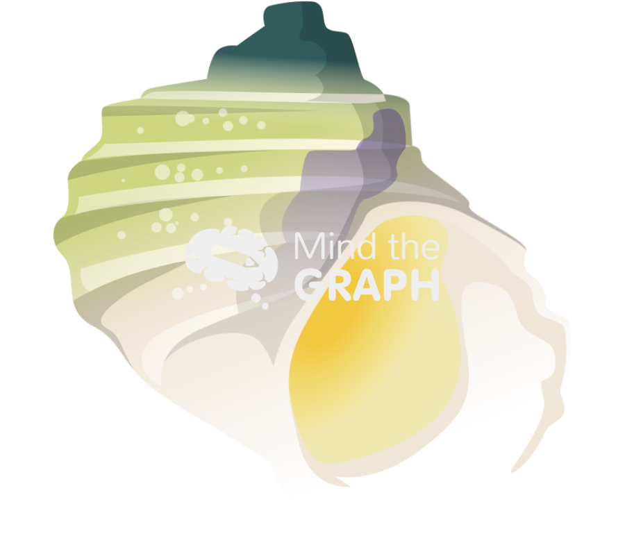 Laevilitorina wandelensis Icons, Symbols, Pictures, and Images