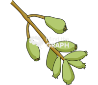 Laguncularia racemosa 1 Icons, Symbols, Pictures, and Images