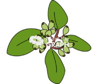 Laguncularia racemosa 2 Icons, Symbols, Pictures, and Images