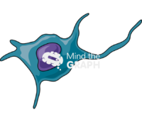 Langerhans cell - Edit and Customize Icons of Langerhans cell Langerhans cell Icons, Symbols, Pictures, and Images