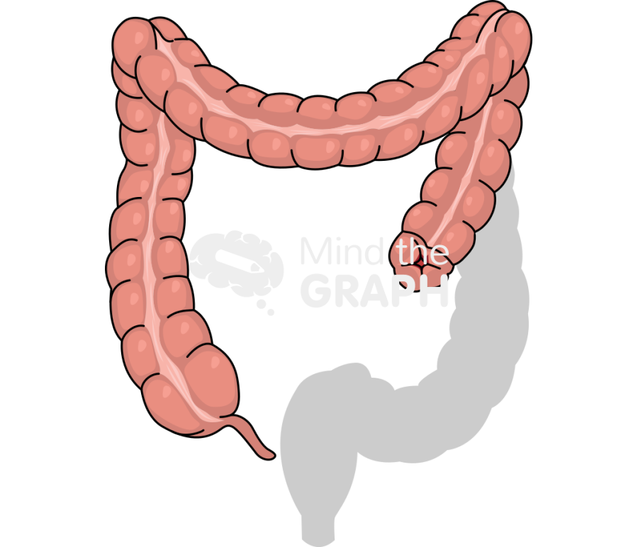 Large intestine abdominal perineal resection shape front Icons, Symbols, Pictures, and Images