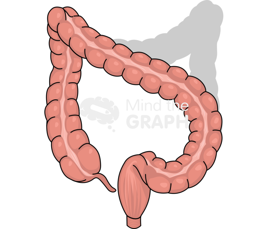 Large intestine left colectomy shape front Icons, Symbols, Pictures, and Images