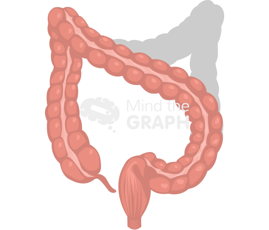 Large intestine left colectomy shape front Icons, Symbols, Pictures, and Images