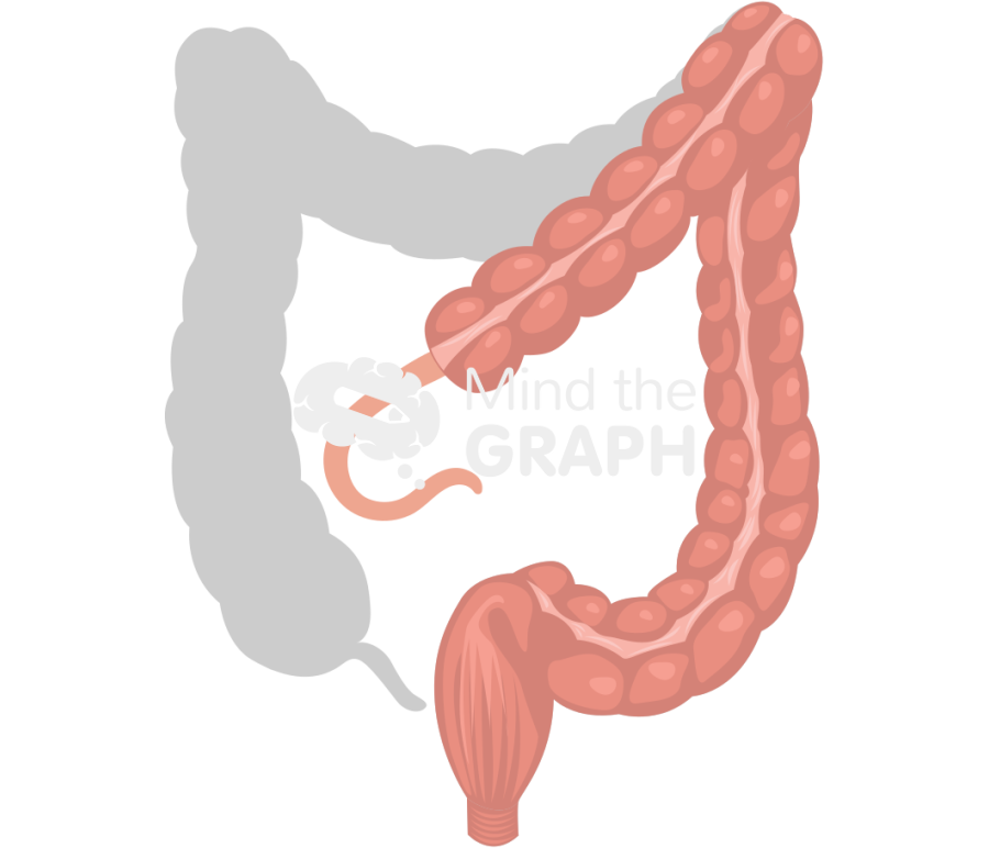 Large intestine right colectomy shape front Icons, Symbols, Pictures, and Images