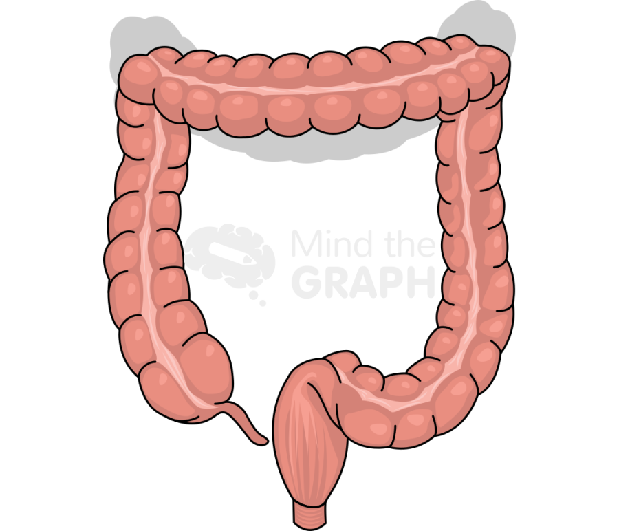 Large intestine segmental resection shape front Icons, Symbols, Pictures, and Images