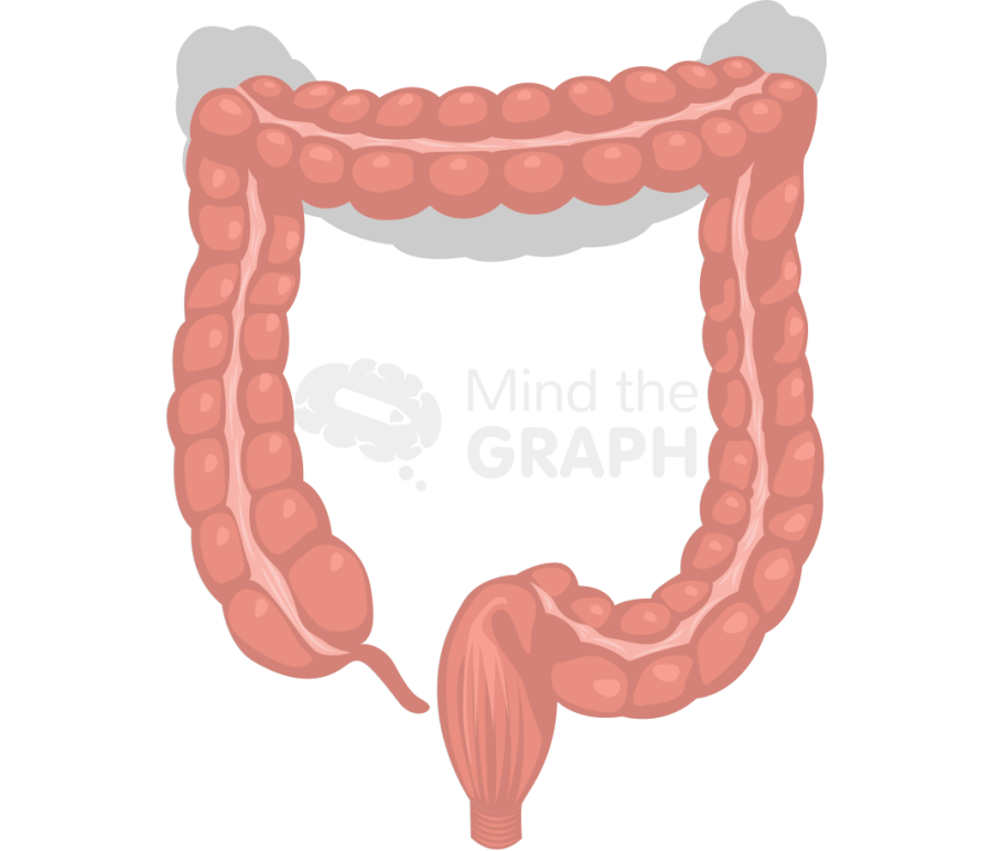 Large intestine segmental resection shape front Icons, Symbols, Pictures, and Images