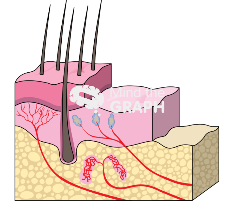 Layers skin Icons, Symbols, Pictures, and Images