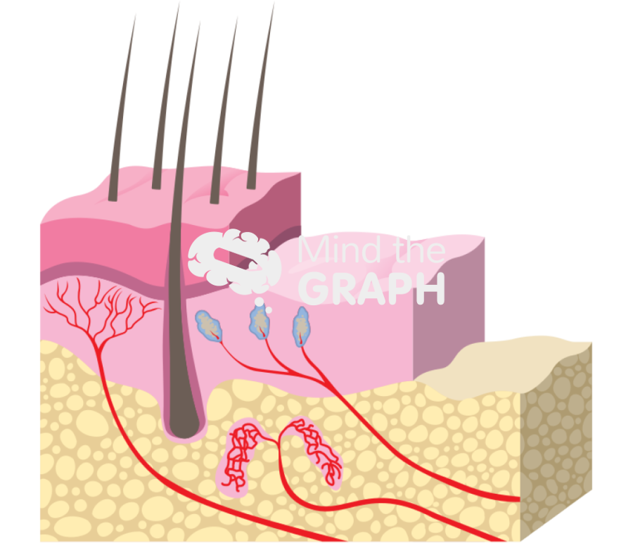 Layers skin Icons, Symbols, Pictures, and Images