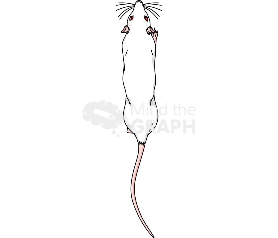 Lean rat walking top Icons, Symbols, Pictures, and Images