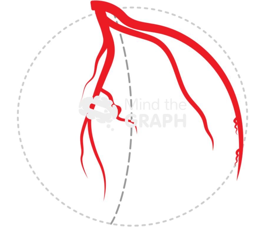 Left coronary artery in lao view Icons, Symbols, Pictures, and Images