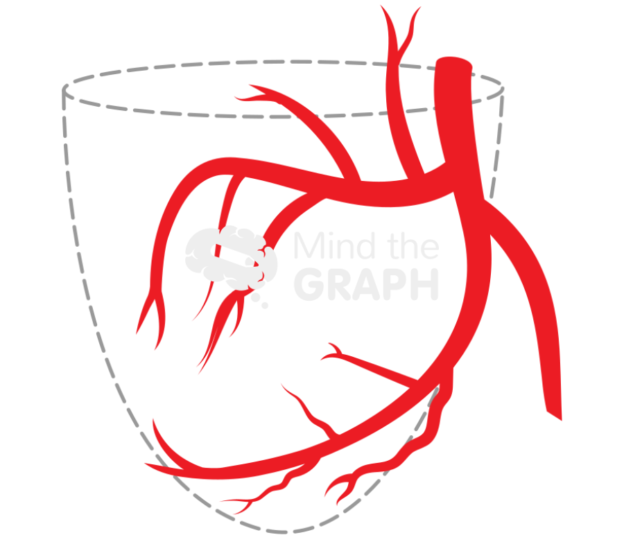 Left coronary artery in rao view Icons, Symbols, Pictures, and Images