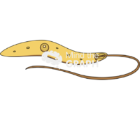 Leishmania - Edit and Customize Icons of Leishmania Leishmania Icons, Symbols, Pictures, and Images