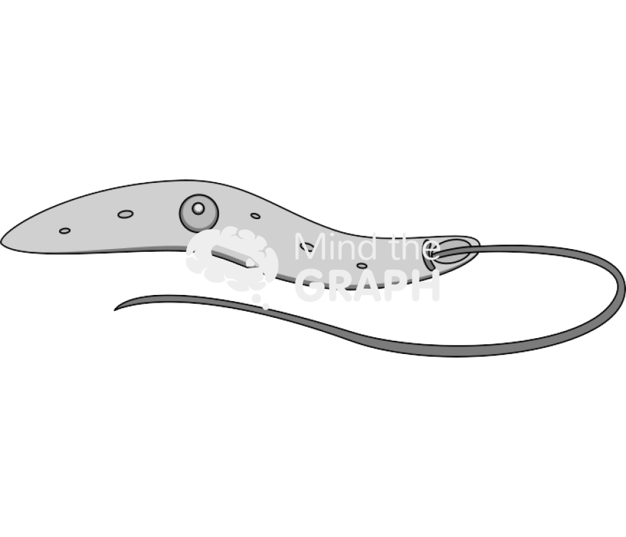 Leishmania Icons, Symbols, Pictures, and Images