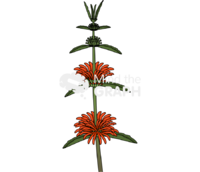 Leonurine leonotis leonurus - Edit and Customize Icons of Leonurine leonotis leonurus Leonurine leonotis leonurus Icons, Symbols, Pictures, and Images